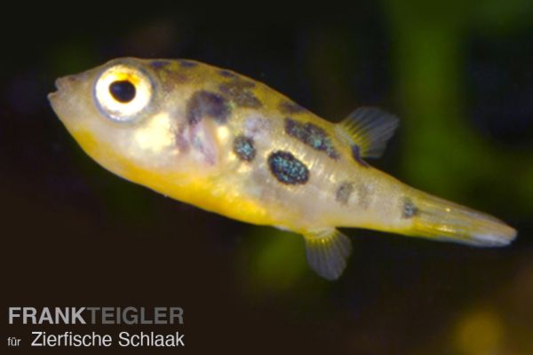Erbsenkugelfisch / Carinotetraodon travancoricus